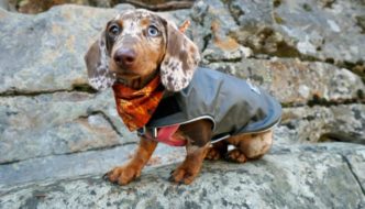 4 Warm Dachshund Fleece Coats That Actually Fit