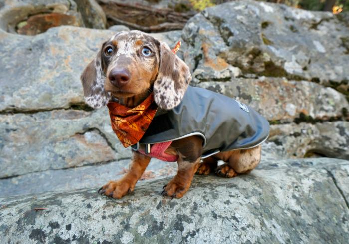 Warm Dachshund Fleece Coats That Actually Fit