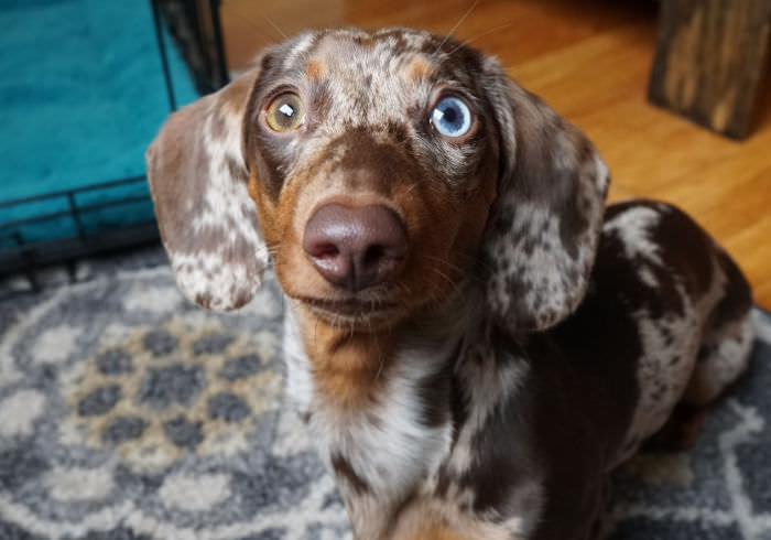 5 Things You Should Start Teaching Your Dachshund Puppy The Day They Come Home