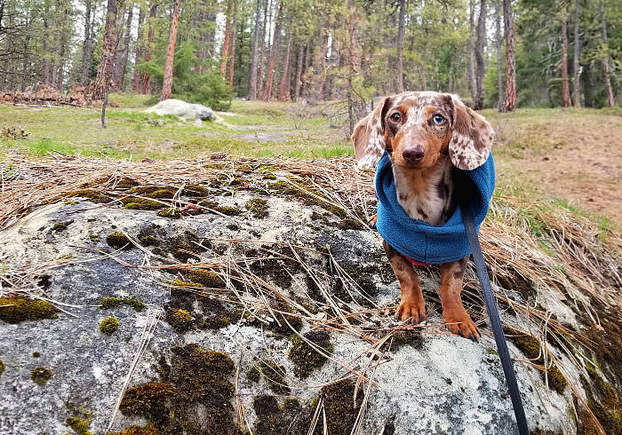 8 Tips for Taking Great Dog Photos with Your Smartphone