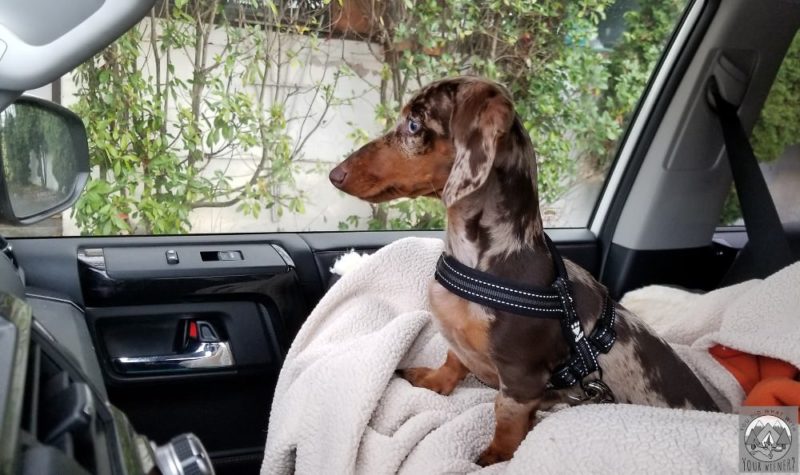 Spotted small young dachshund sitting in a black harness on a white dog bed in the front seat of a car, looking out the front window.