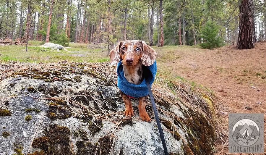 Photo of Dachshund Hiking on a Rock panned out to give perspective