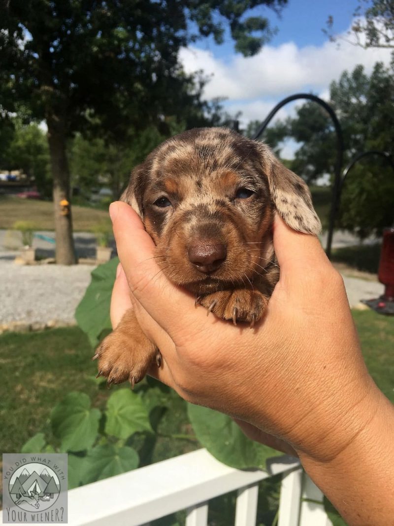 Baby dachshund being held in it's owners hand.