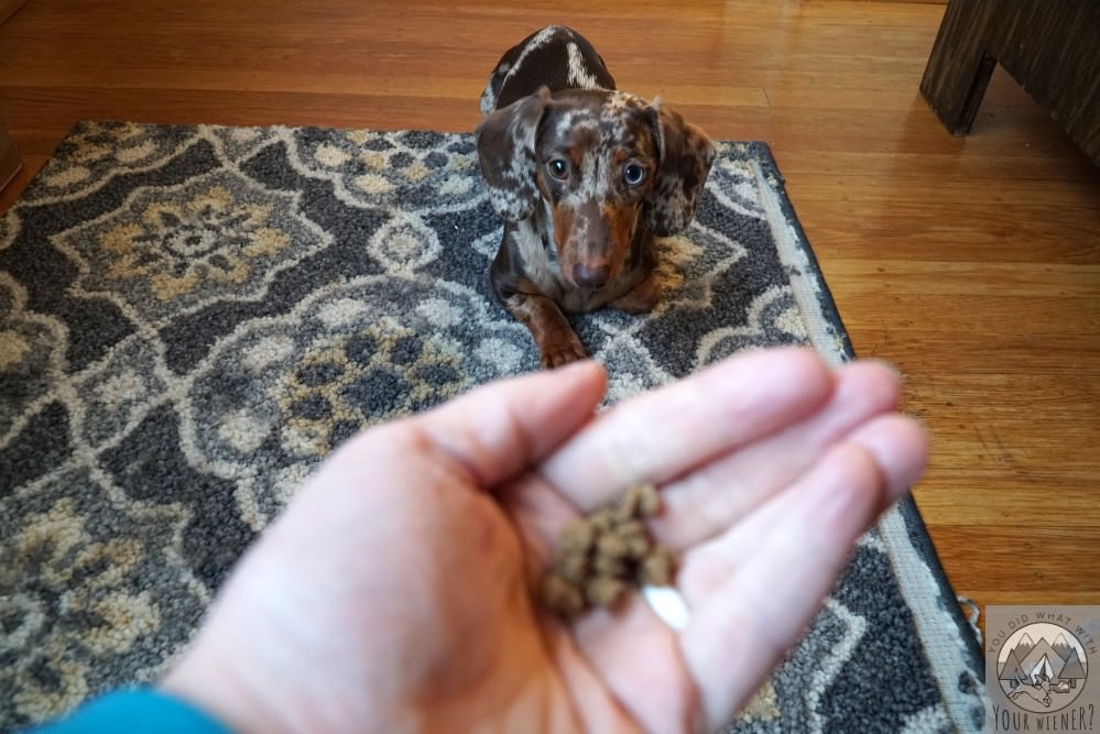 best dog treats for miniature dachshunds