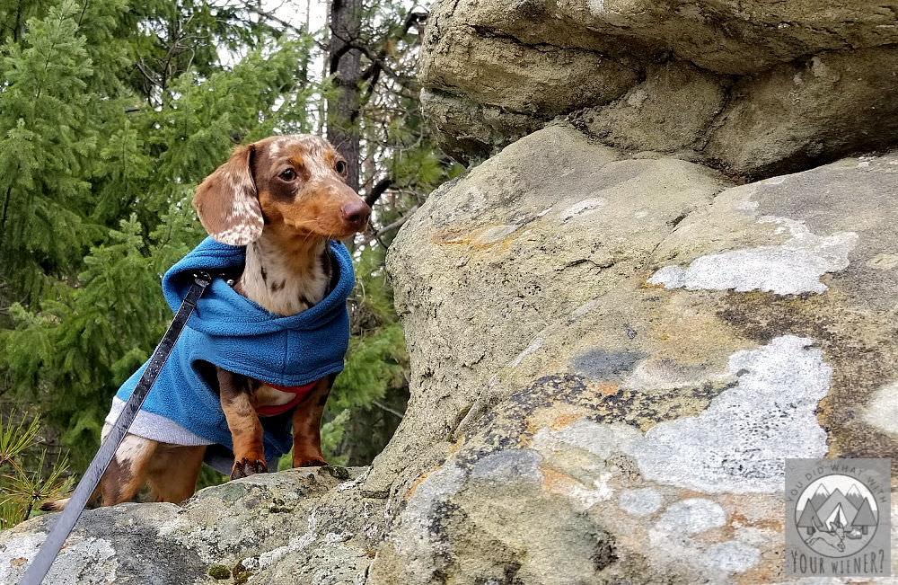 Dachshund posing on rock while hiking