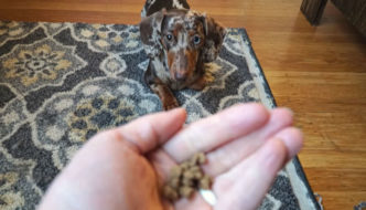 Dachshund puppy laying down waiting for treats