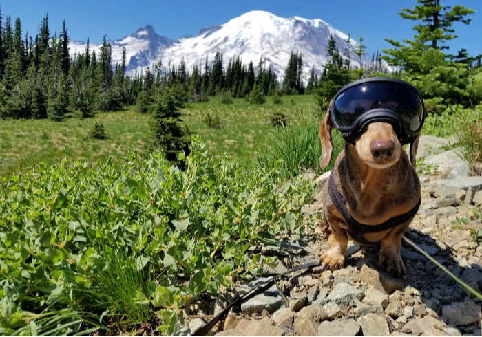 How to Enjoy National Parks With Your Dog