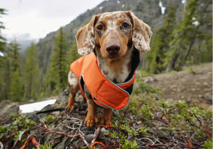 17 of Your Questions About Hiking with Small Dogs Answered
