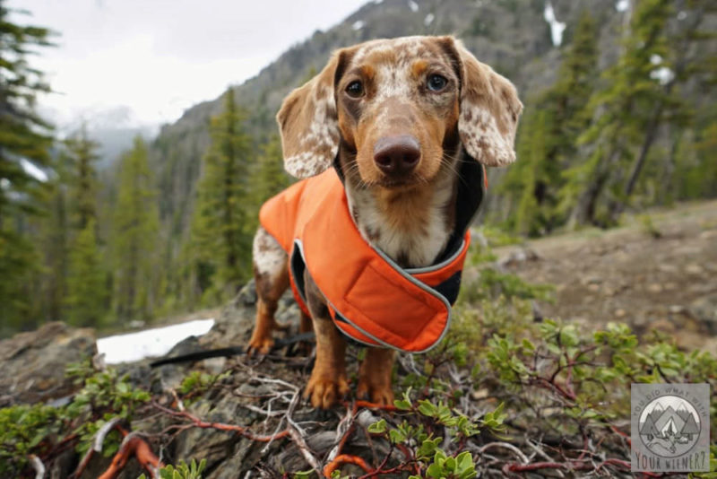 Common Questions About Hiking with Small Dogs Answered