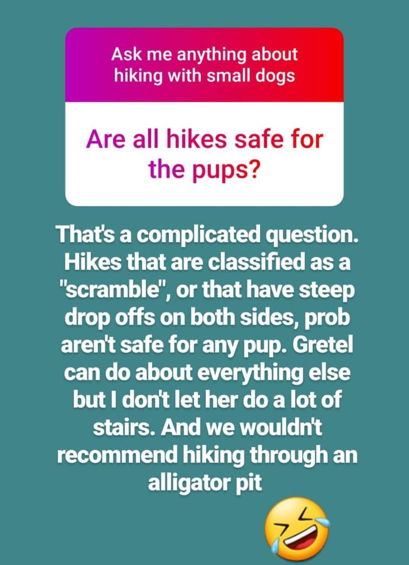 Reader Question: Are all hikes safe for small dogs?
