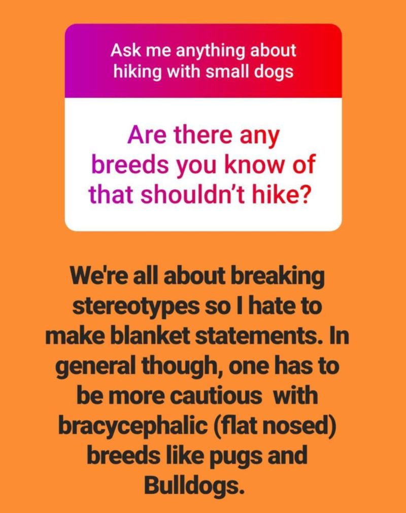Reader Question: Are there any dog breeds that shouldn't hike?