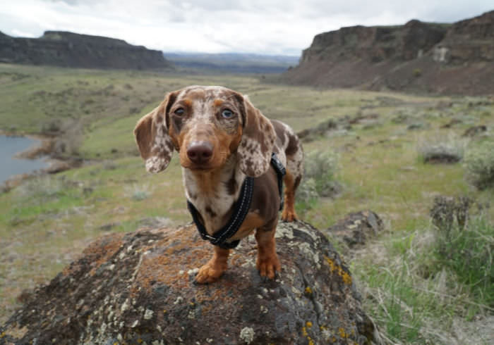 8 Ways to Celebrate National Trails Day with Your Dog