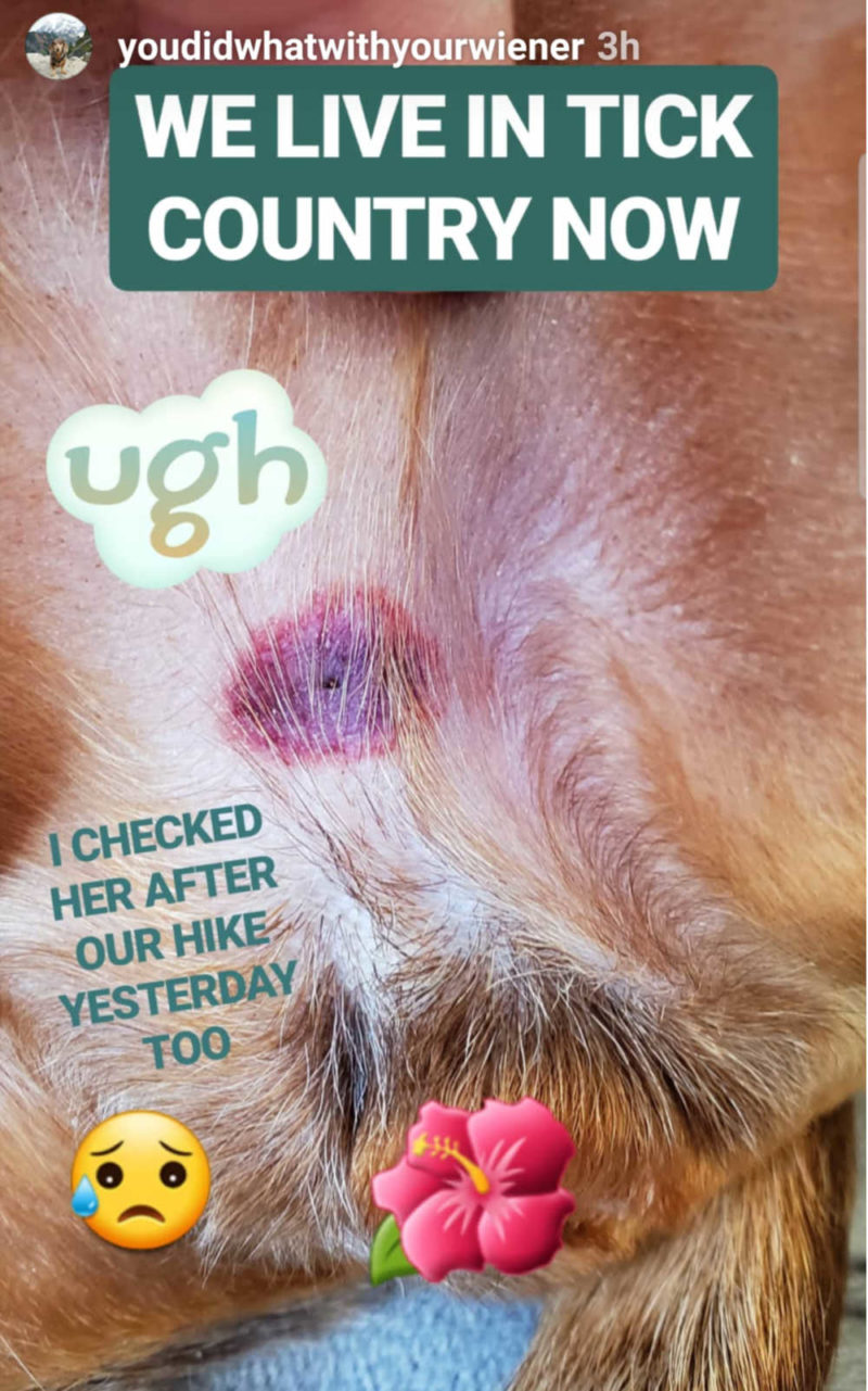 Tick bite on a dog with a red and purple rash around it