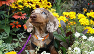 Dachshund puppy sitting in a field of white and yellow flowers
