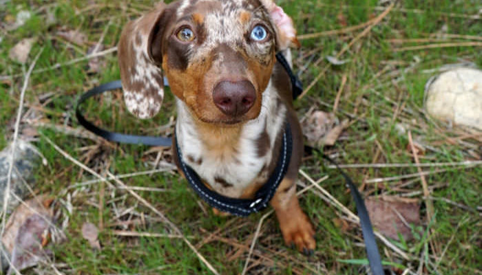 Dachshund looking up asking if she can go hiking with you