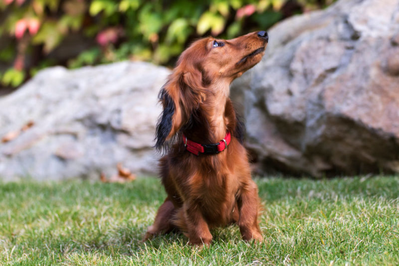Long haired red miniature Dachshund sitting in the grass looking up