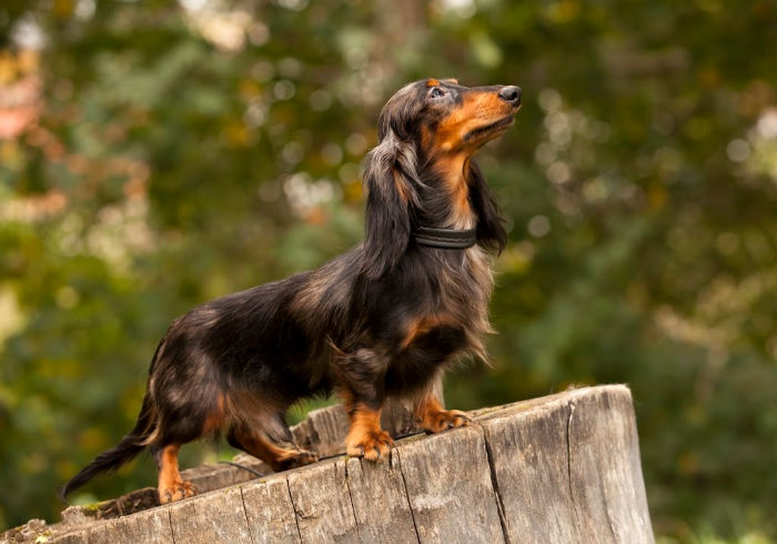 What’s the Minimum Exercise Required to Help Keep a Dachshund’s Back Strong?