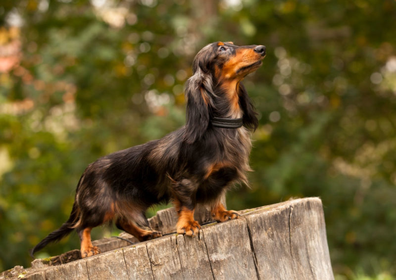 Portrait of a long haired dachshund standing proudly on a stump looking up