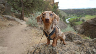 Dachshund out hiking sitting on a rock at Smith Rock State Park