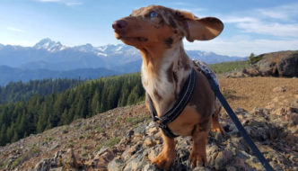 Dachshund standing on the top of a mountain after a hike with other mountains and blue skies