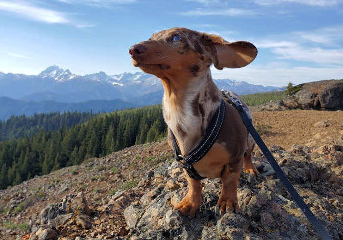 How to Start Hiking with Your Dachshund