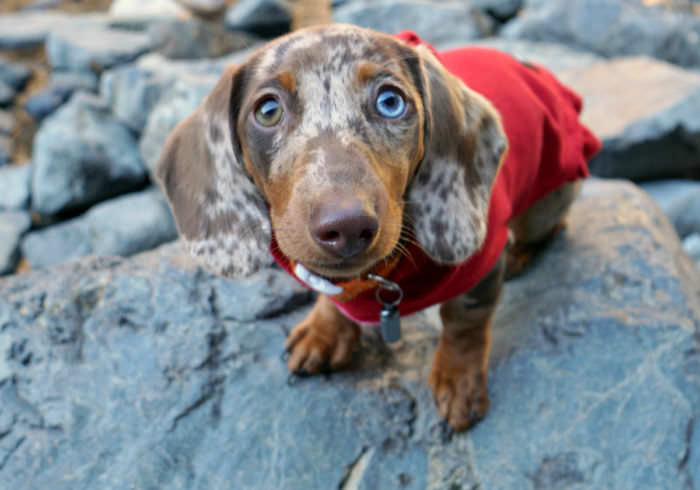 Dachshund Owners Answer: 50 Tips to Make Life with Your New Puppy Easier