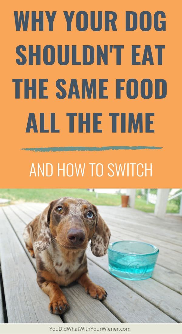 Read This: Why it's important to rotate your dog's food and how to switch properly