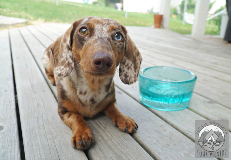 Dachshund laying on a wood deck next to an empty food bowl looking at the camera