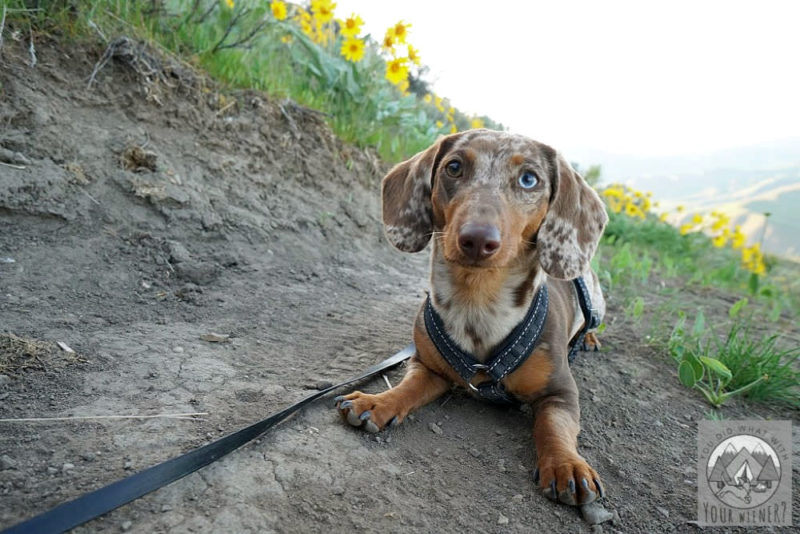 Dachshund laying on a trail with balsamroot flowers in the background