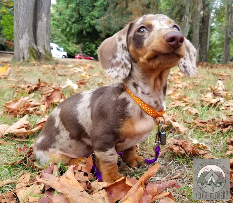 Dachshund puppy sitting in the grass with an orange collar on