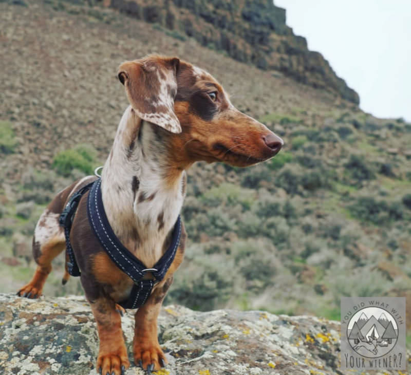 Dachshund standing on a rock wearing the Hurtta Casual Padded Y Harness