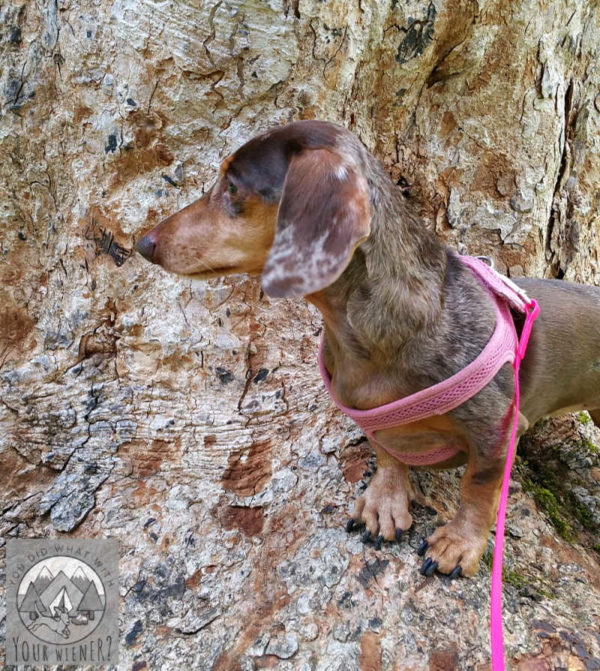 Dachshund out for a walk wearing a pink VelPro Choke Free Mesh Harness