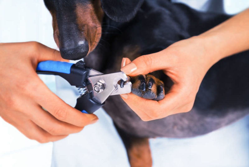 Woman veterinarian is trimming dog dachshund nails