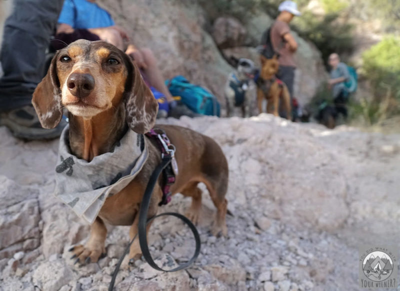 Dachshund standing on a trail with 2 other dogs behind her