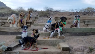A pack of 10 hiking dogs posing for the camera