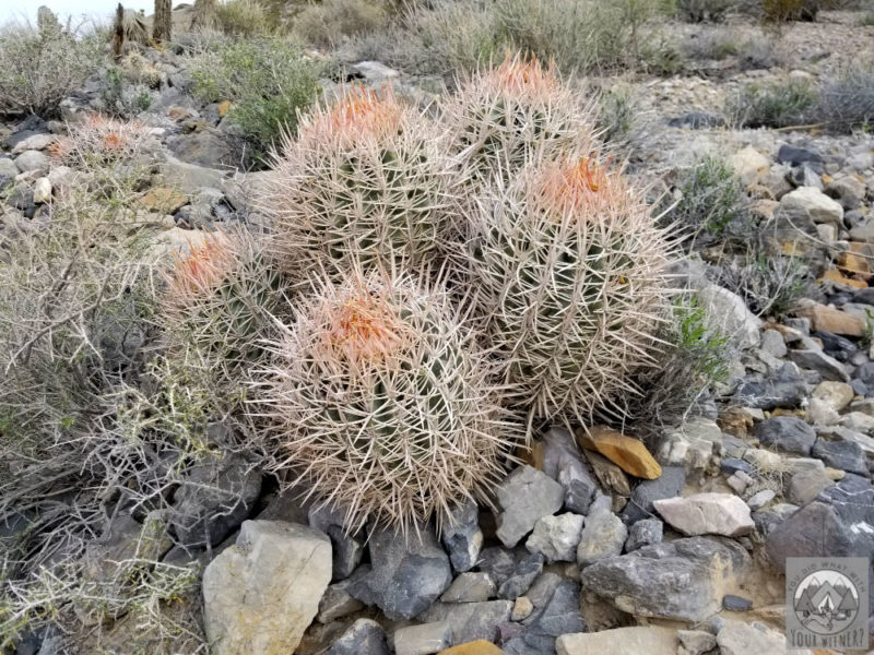 Cactus in Death Valley National Park