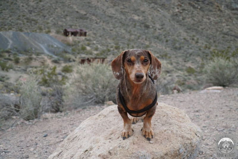 Dachshund standing on a rock in Death Valley National Park
