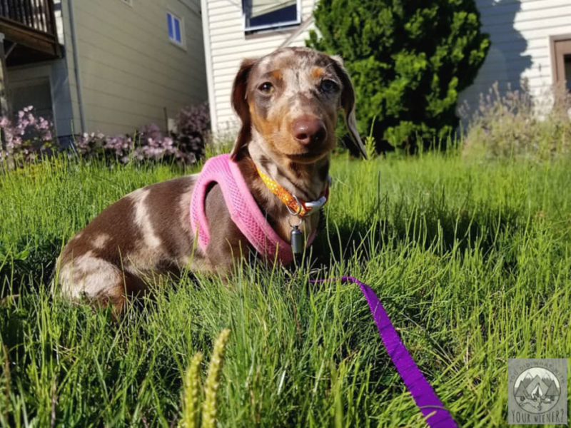 Puppy sitting in the grass wearing a harness and looking mad