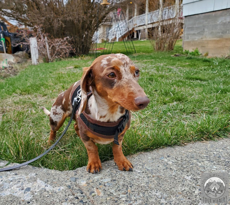 Scared Dachshund looking tentatively at a new walking route and refusing to budge.