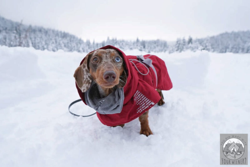 Dachshund standing in snow wearing a red jacket