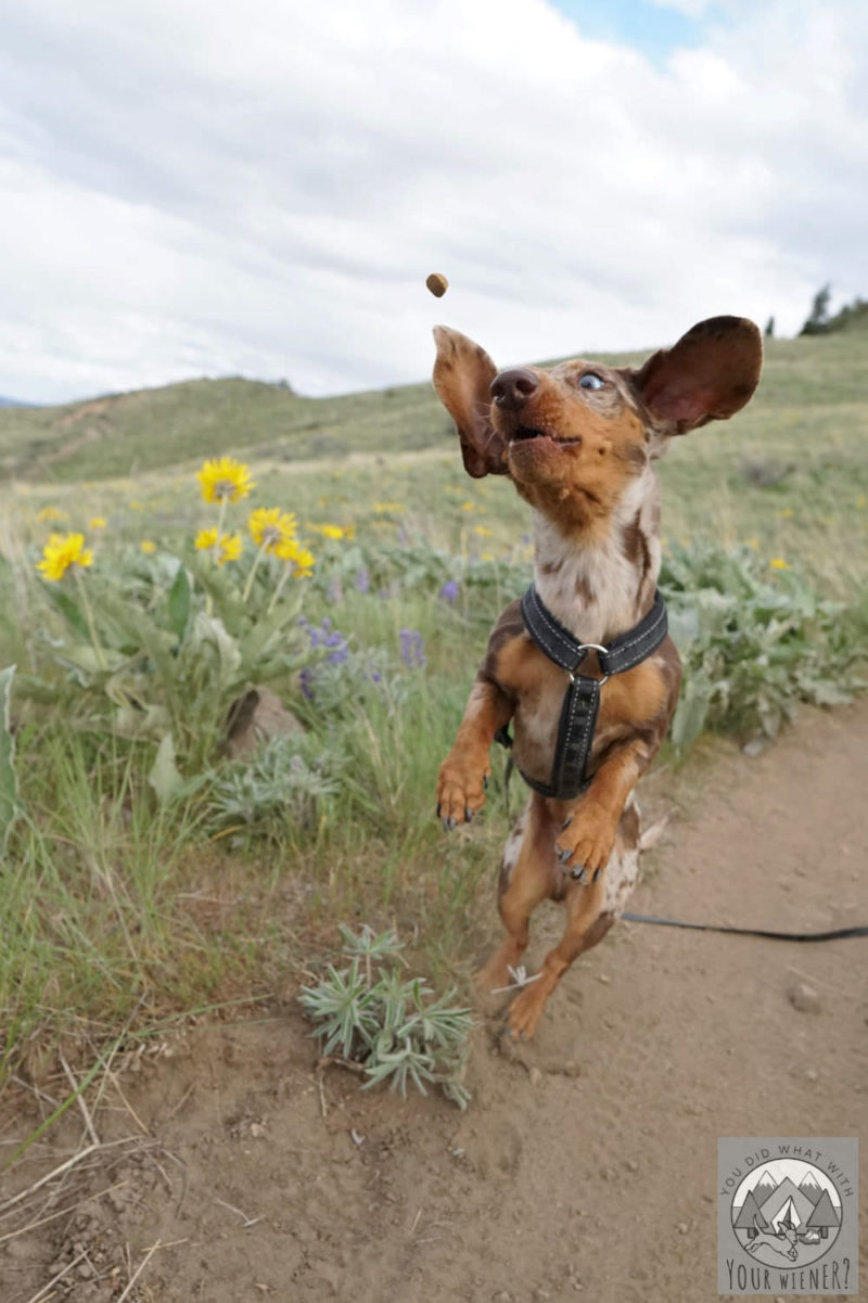 Photo of Dachshund jumping in the air to catch a dog treat in a field of flowers