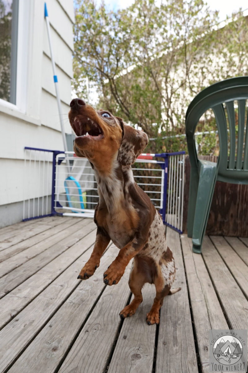 Dachshund standing on a porch jumping in the air