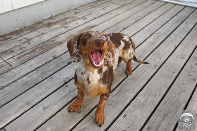 Dachshund with wide eyes and mouth open trying to catch a dog treat