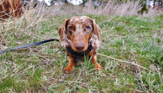 How many times a week should you walk your Dachshund?