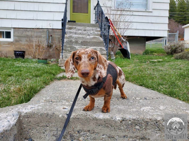 Dachshund standing on a concrete walkway looking at the camera
