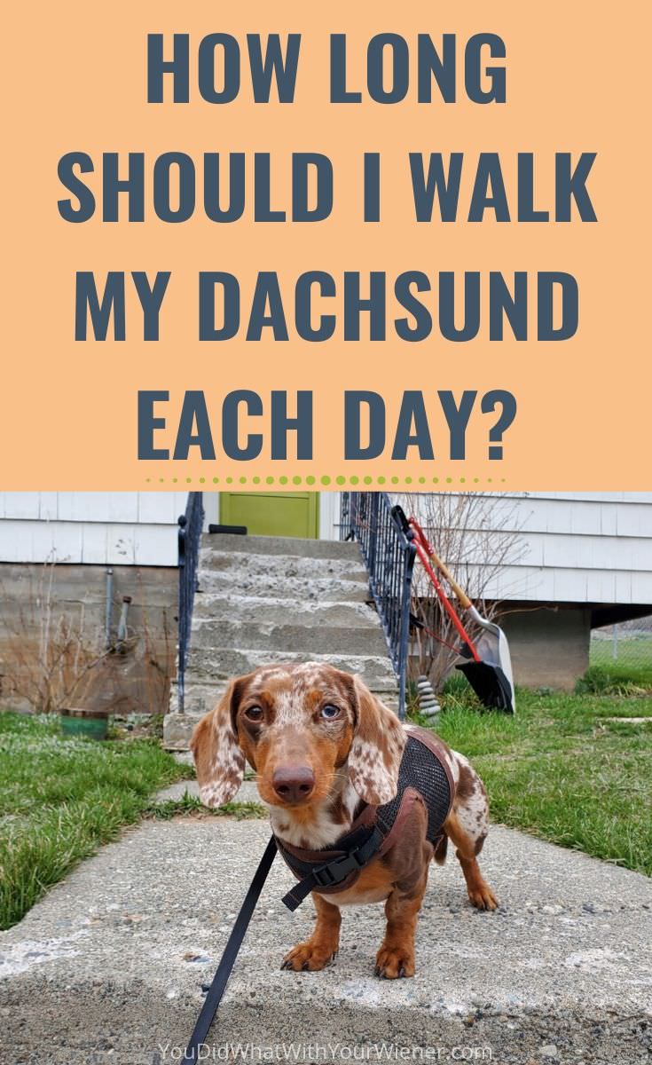 How long and how far should you walk your Dachshund each day?