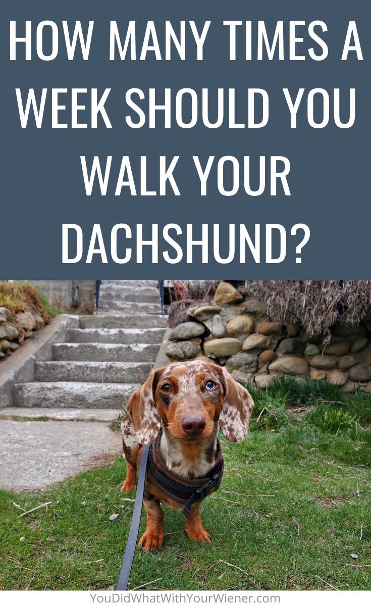 Are you sure you are walking your Dachshund enough?