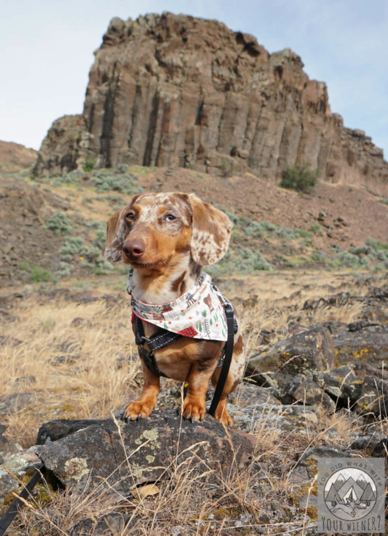 Dachshund in the desert wearing an insect repellent bandana