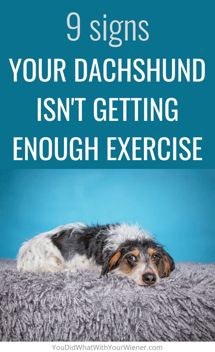 Are you sure your Dachshund is getting enough exercise? These telltale signs might indicate that they are definitely not.