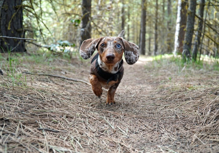 Is Running Bad for Dachshunds?